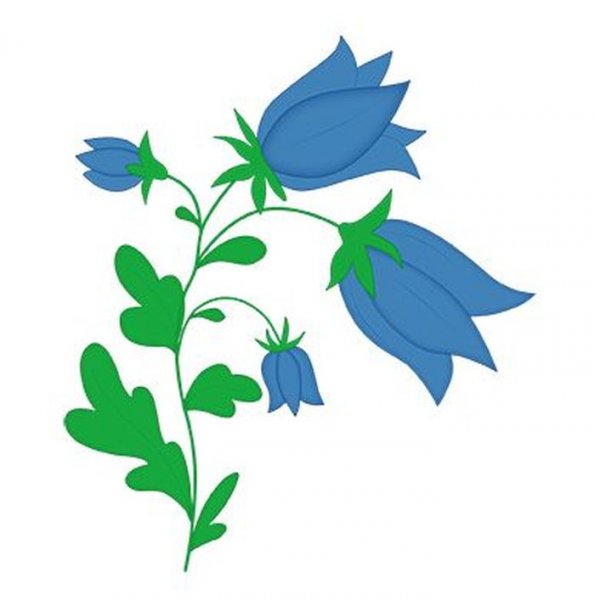 Колокольчик цветок