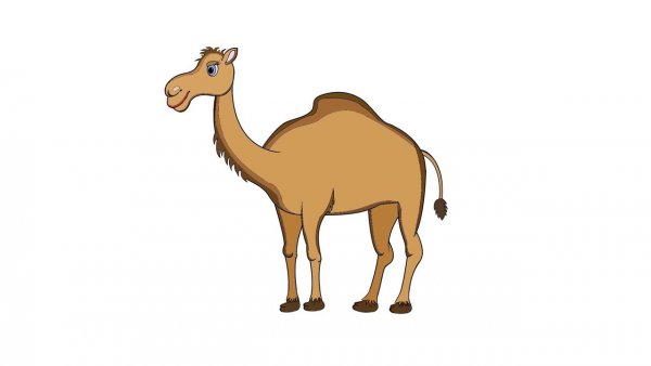 Верблюд мультяшный