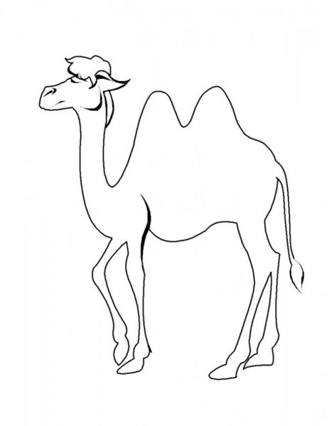 Верблюд раскраска для детей