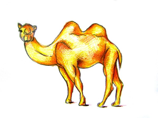 Картина верблюд для детей