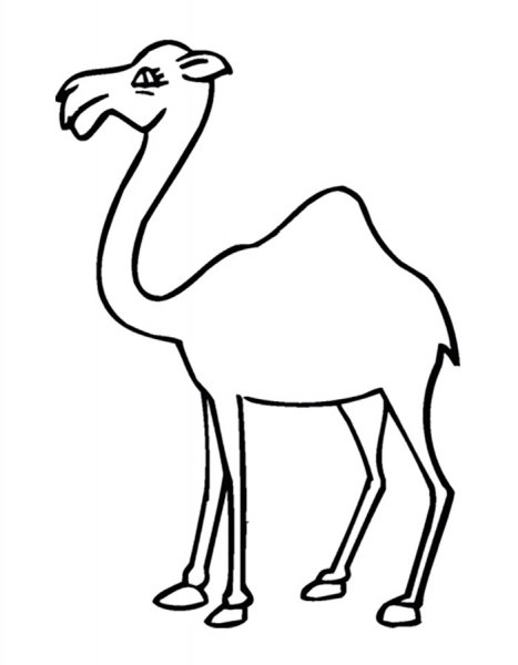 Верблюд одногорбый контур