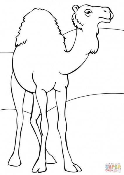 Верблюд раскраска для детей