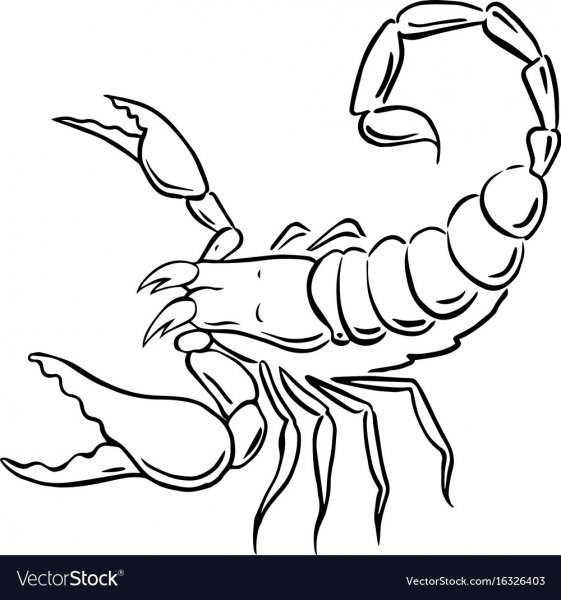 Скорпион раскраска тату