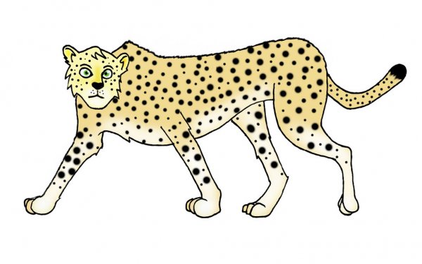 Гепард рисунок