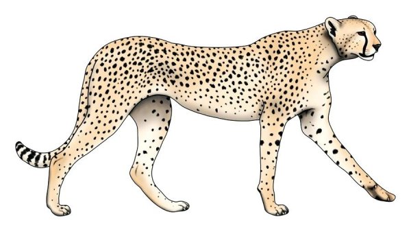 Гепард рисунок