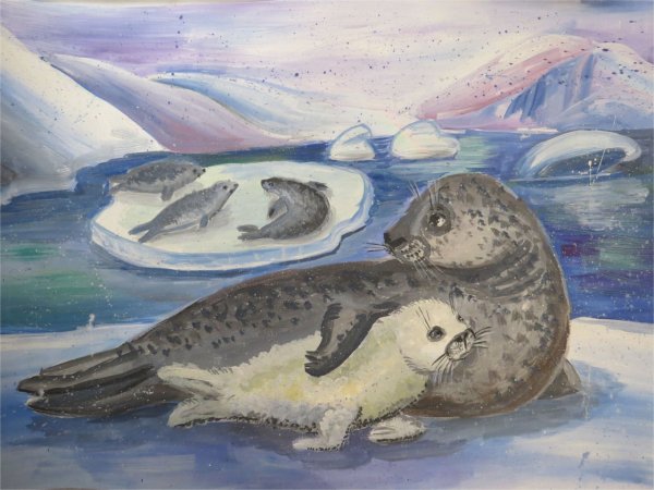 Рисование нерпы в средней группе