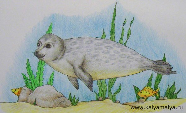 Рисунок цвкетными карандашом тюлень