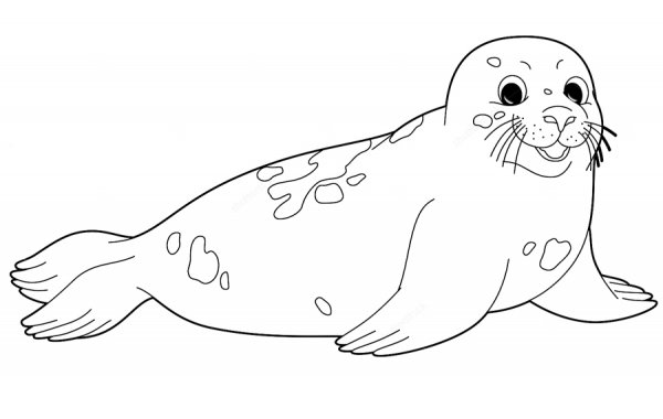 Тюлень раскраска для детей