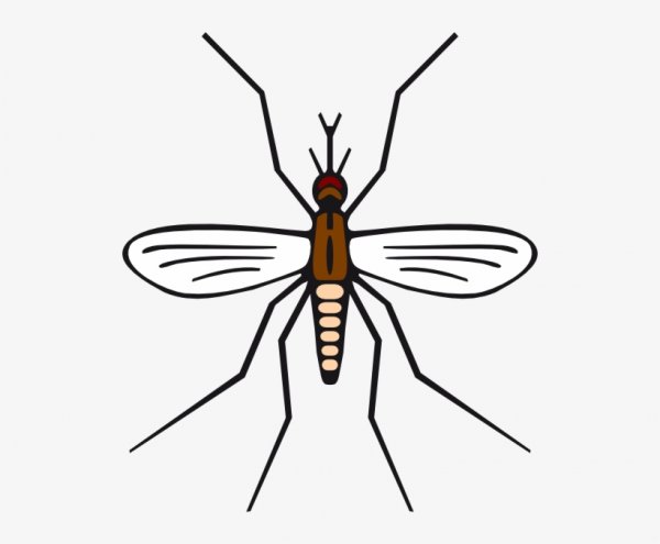 Комар рисунок