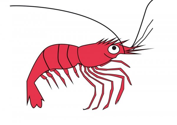 Креветки мультяшные