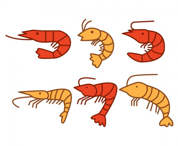 Креветки для рисования