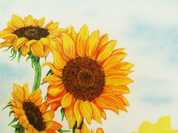 Подсолнух рисунок для детей