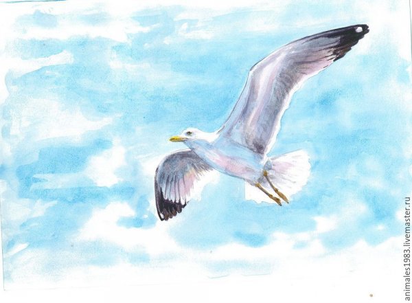 Рисование Чайки