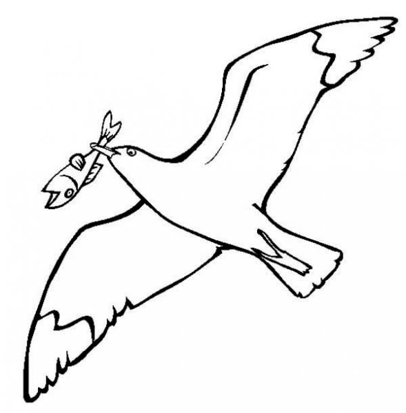 Чайки раскраска для детей