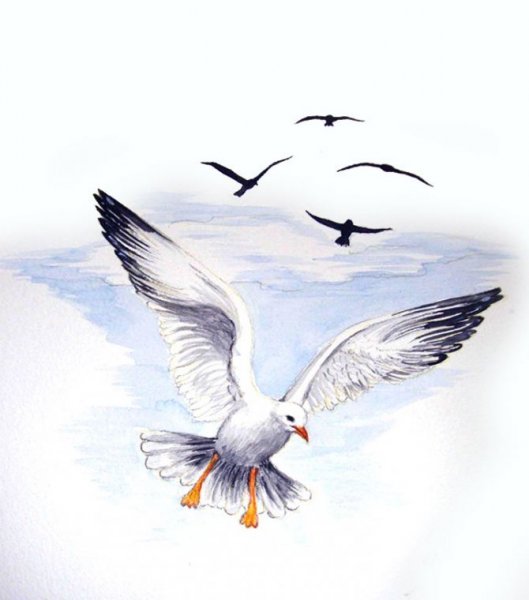 Эскиз Чайки