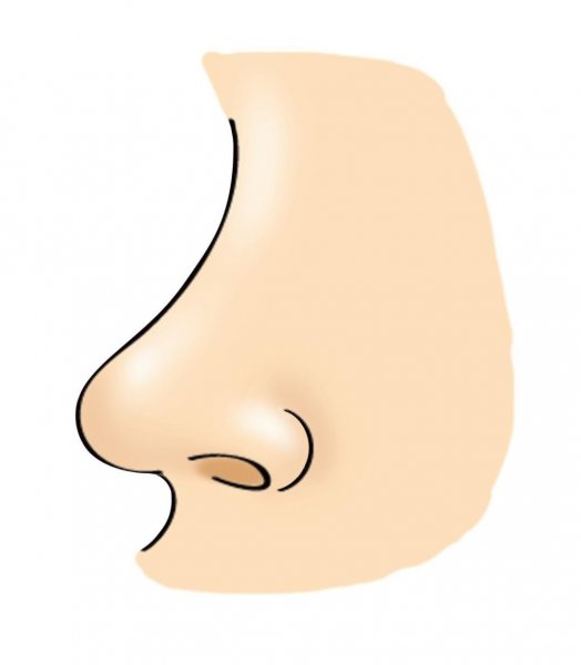 Части тела нос для детей