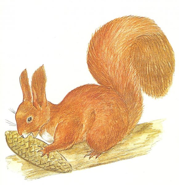 Нарисовать белочку