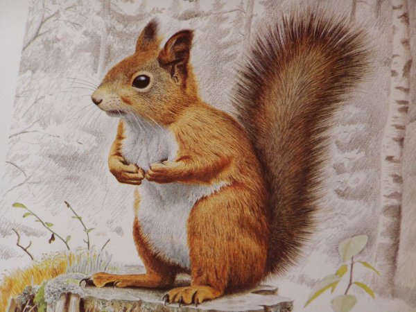 Виталий Бианки бешеный Бельчонок