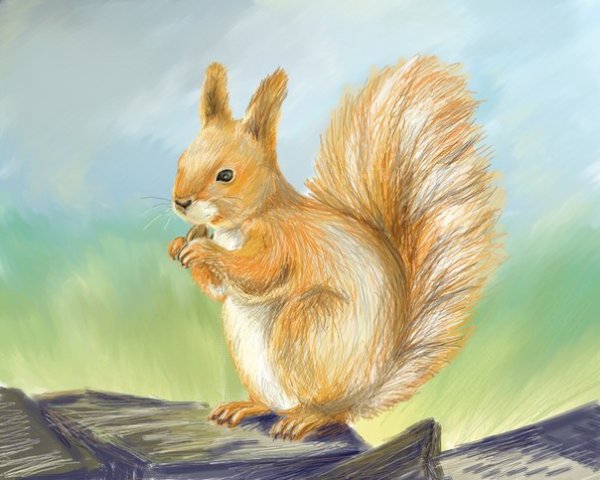 Рисунок белки