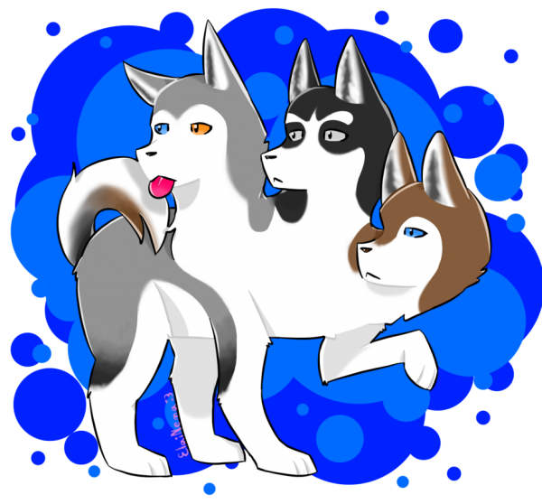 Цербер хаски