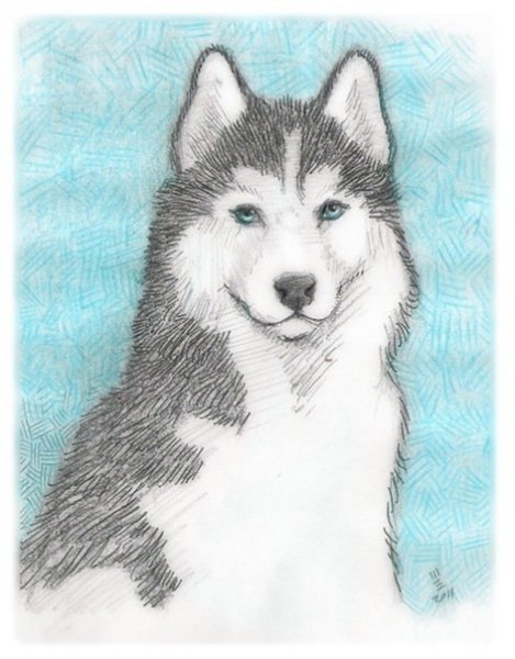 Хаски карандашом для срисовки