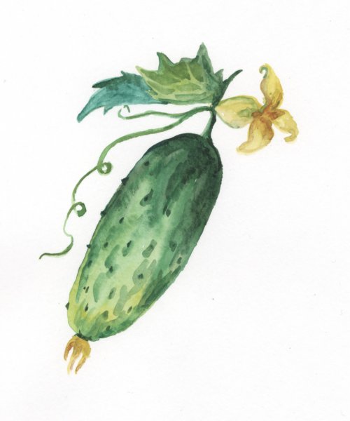 Огурец иллюстрация