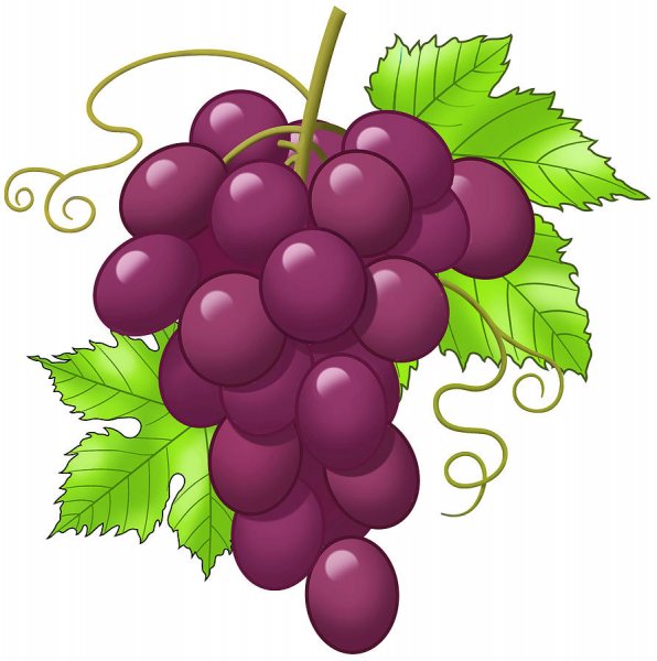 Виноград картинка для детей