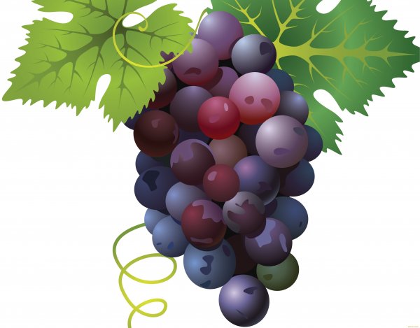 Нарисовать виноград