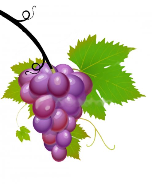 Виноградная ветка