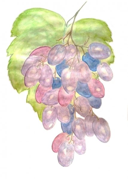 Виноград карандашом
