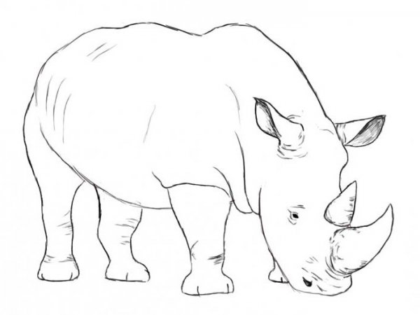 Носорог рисунок для детей