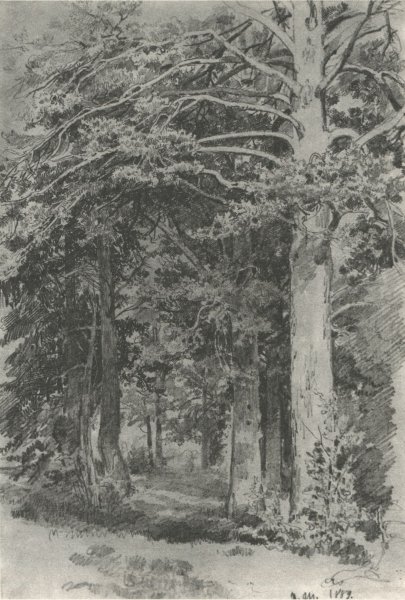 Иван Шишкин рисунки