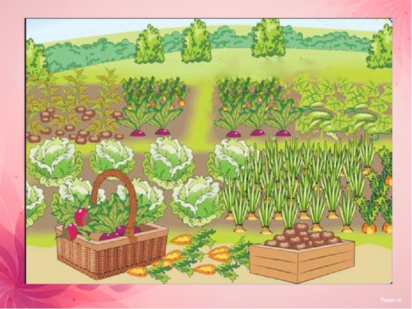 Огород для дошкольников