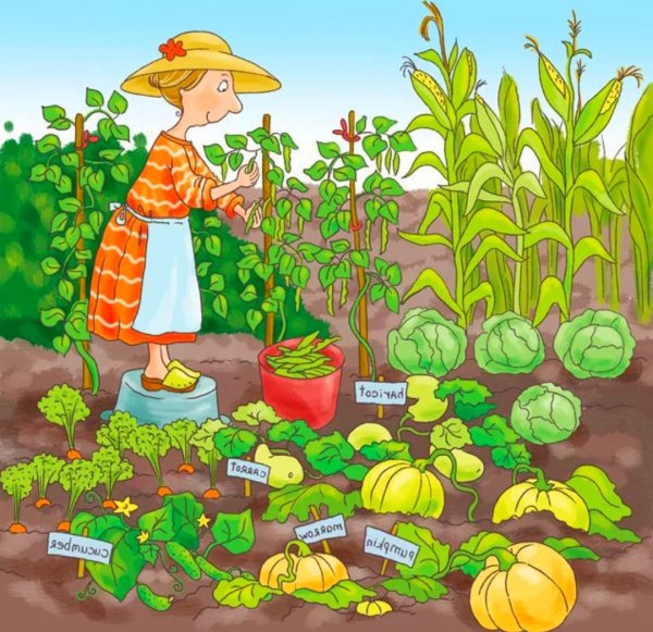 Сюжетная картина огород