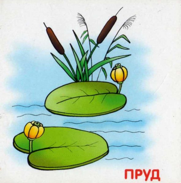 Рисунок пруда с кувшинками и камышами