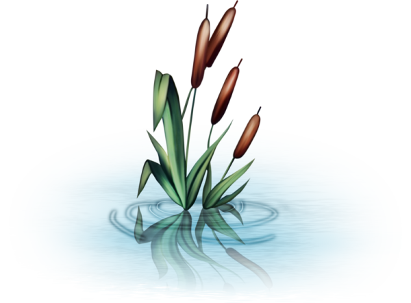 Камыш рисунок