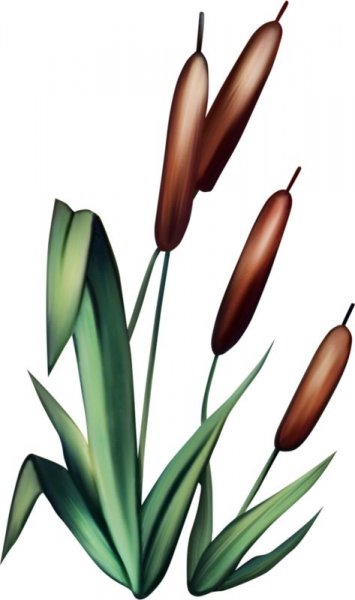 Камыш на белом фоне