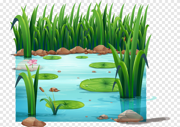 Болото на белом фоне