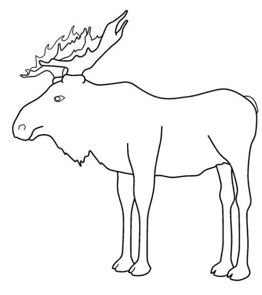 Лось раскраска