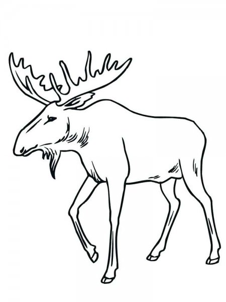 Лось раскраска