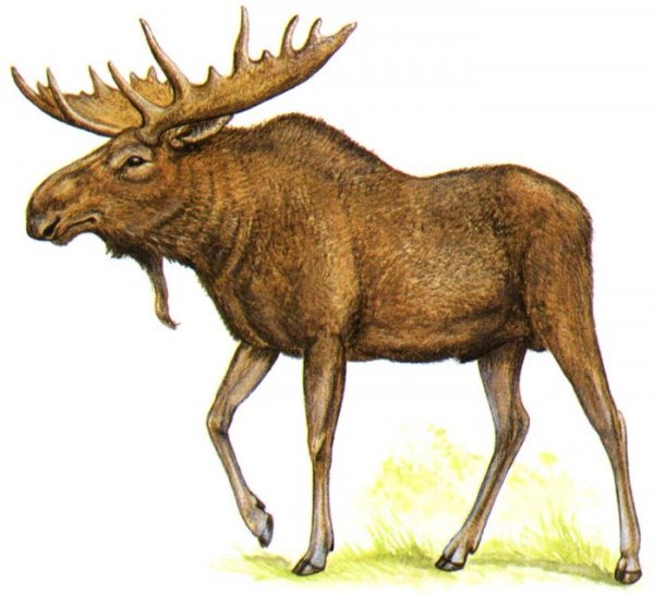 Лось иллюстрация