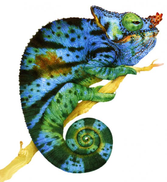 Хамелеон рисунок