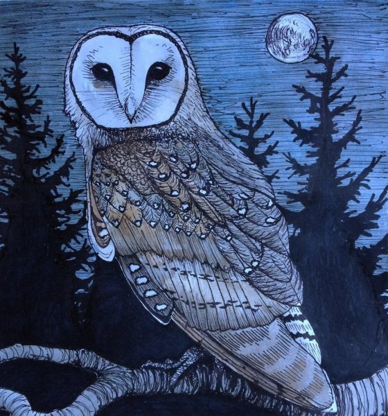 Сова сипуха арт