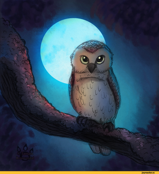 Красивые Совушки