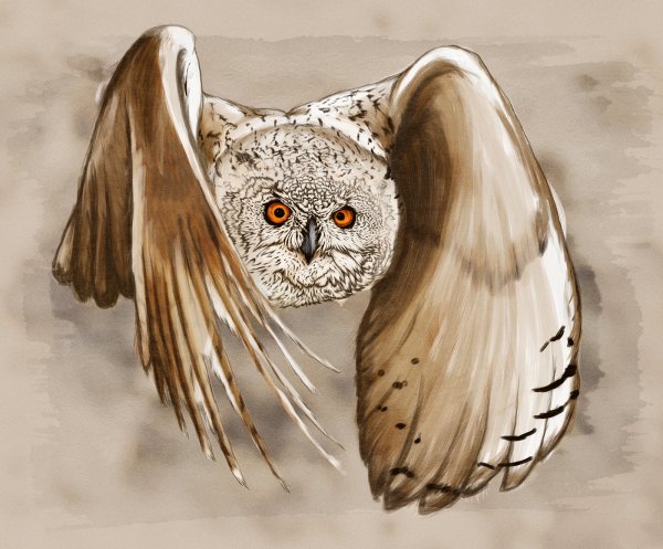 Образ Совы