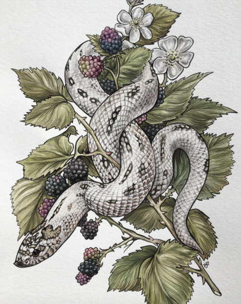 Змея иллюстрация акварель