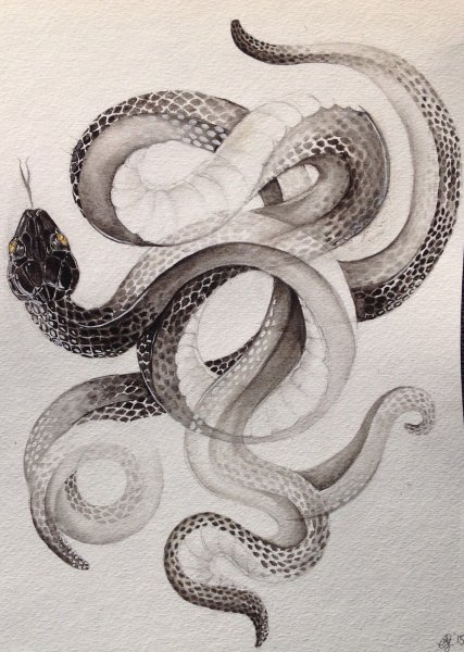 Переплетенные змеи эскиз