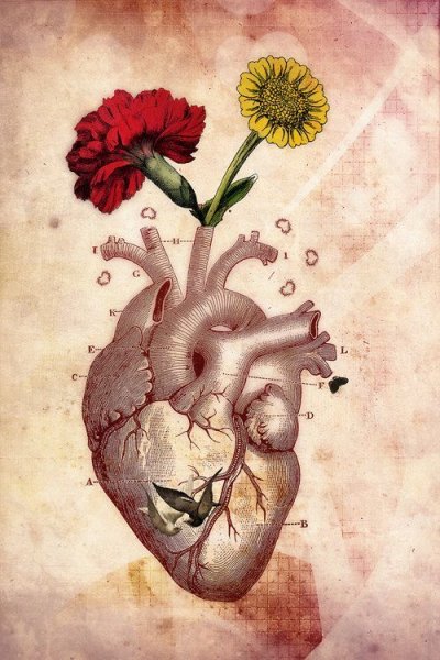 Человеческое сердце рисунок