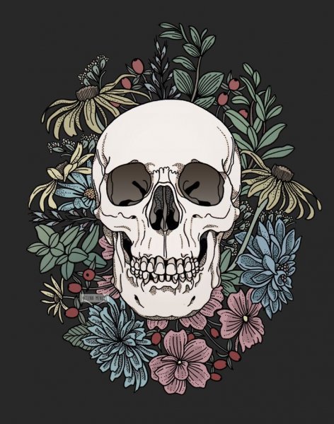 Череп Графика