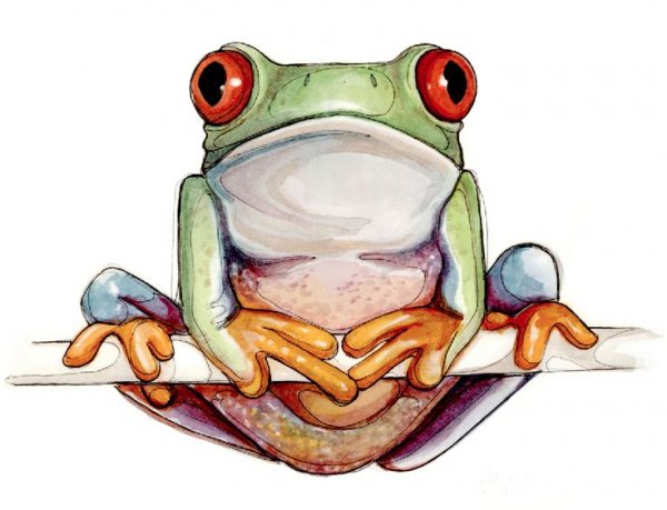 Лягушка набросок